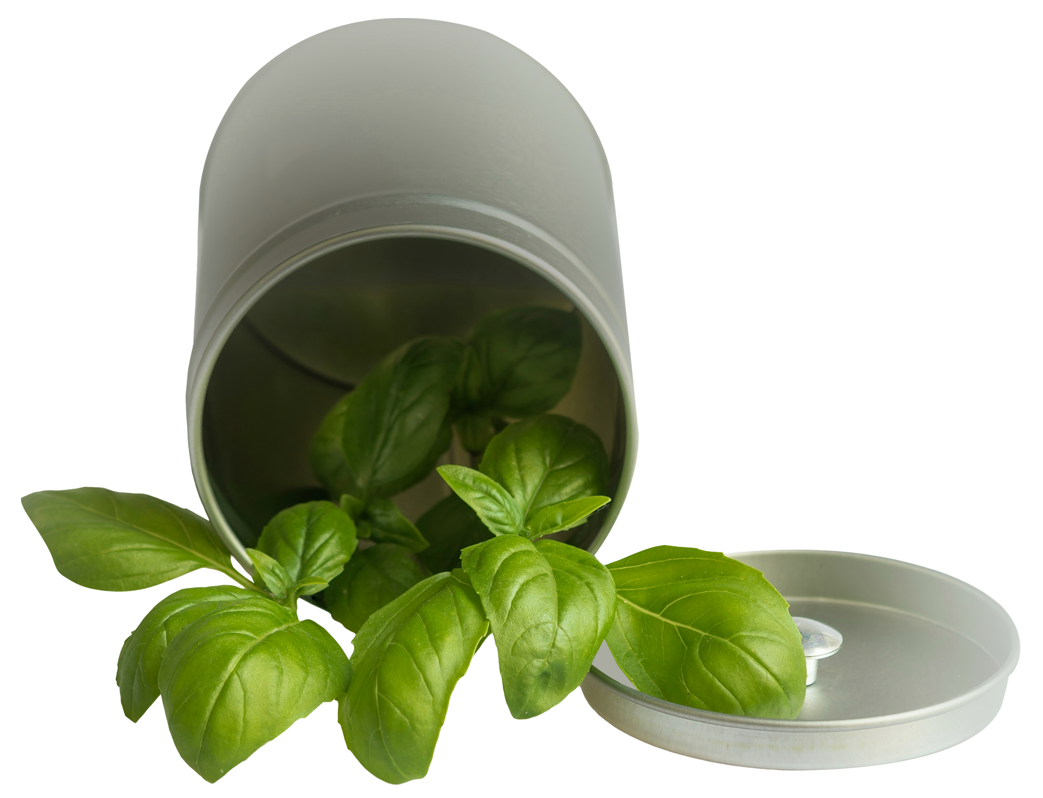 Basil